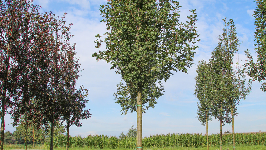 Malus trilobata Деревья с высоким стволом (стандарт)