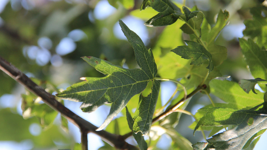 Malus trilobata листья