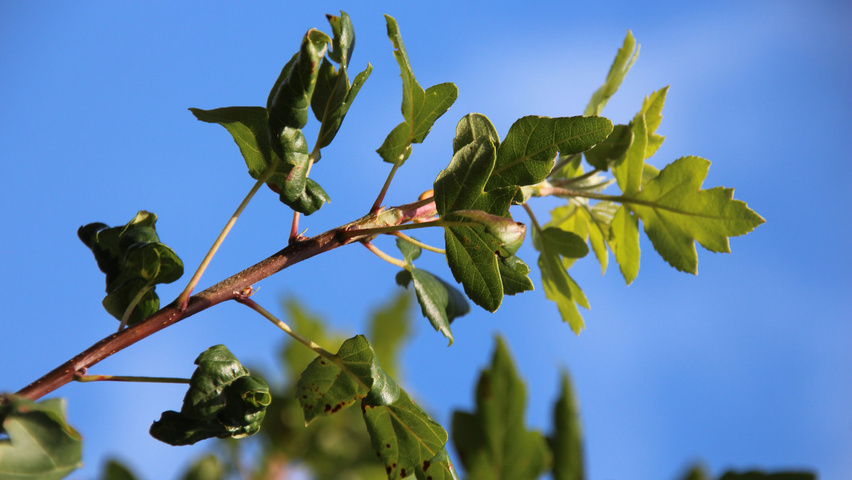 Malus trilobata листья