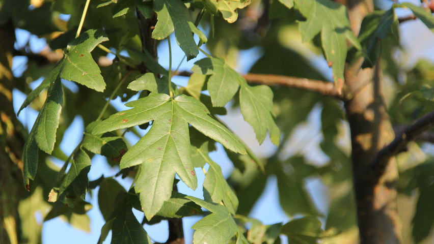 Malus trilobata листья