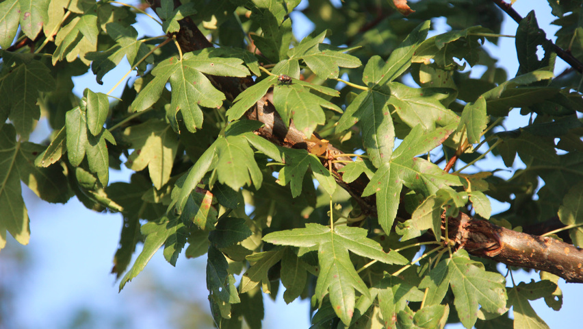 Malus trilobata листья