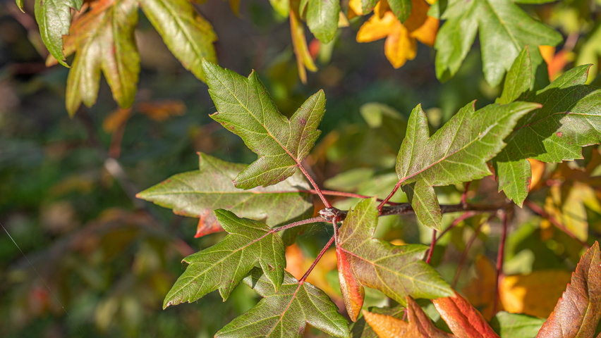 Malus trilobata листья
