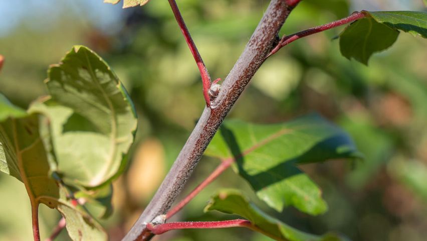 Malus trilobata ветви