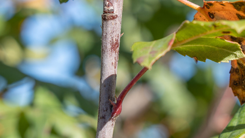 Malus trilobata ветви