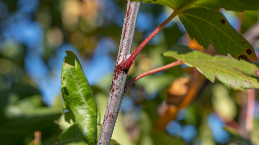 Malus trilobata ветви