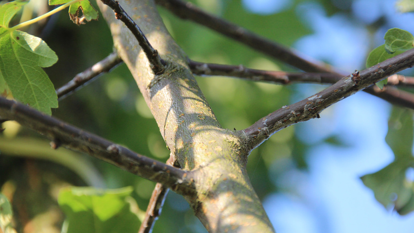 Malus trilobata ветви