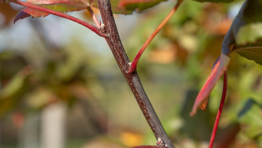 Malus trilobata ветви