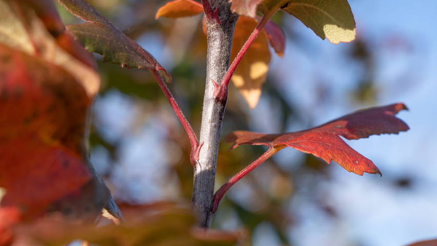Malus trilobata ветви