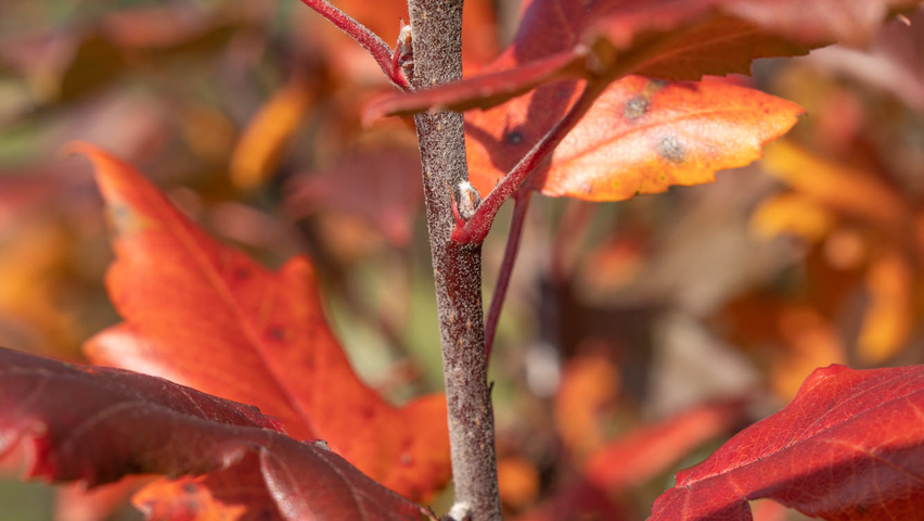 Malus trilobata ветви