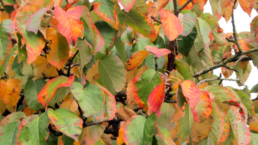 Malus tschonoskii осенняя  листьев