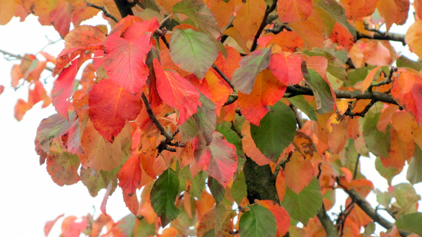 Malus tschonoskii осенняя  листьев