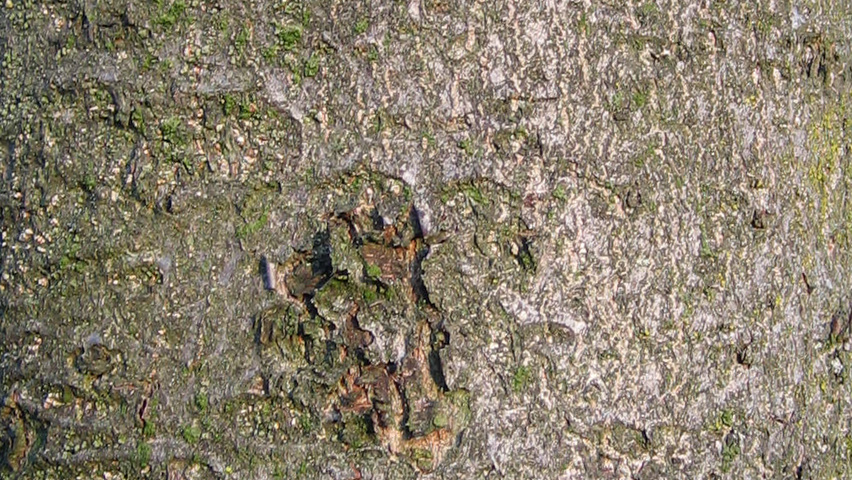 Malus tschonoskii кора