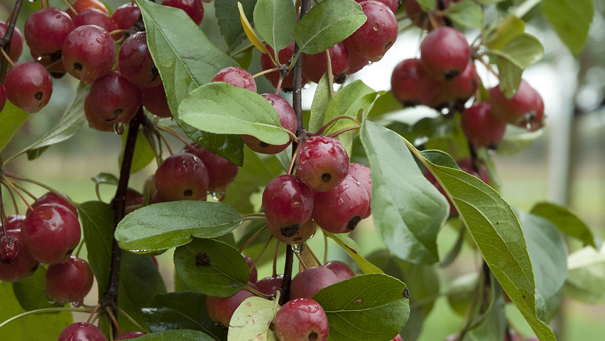 tschonoskii malus frucht ebben