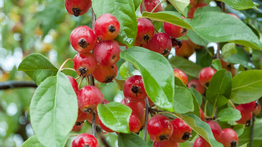 Malus tschonoskii плоды