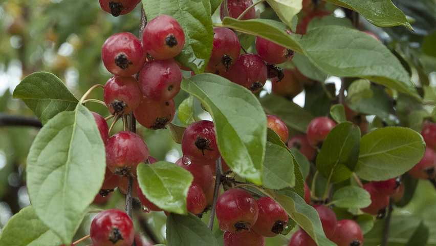 tschonoskii malus frucht treeebb ebben