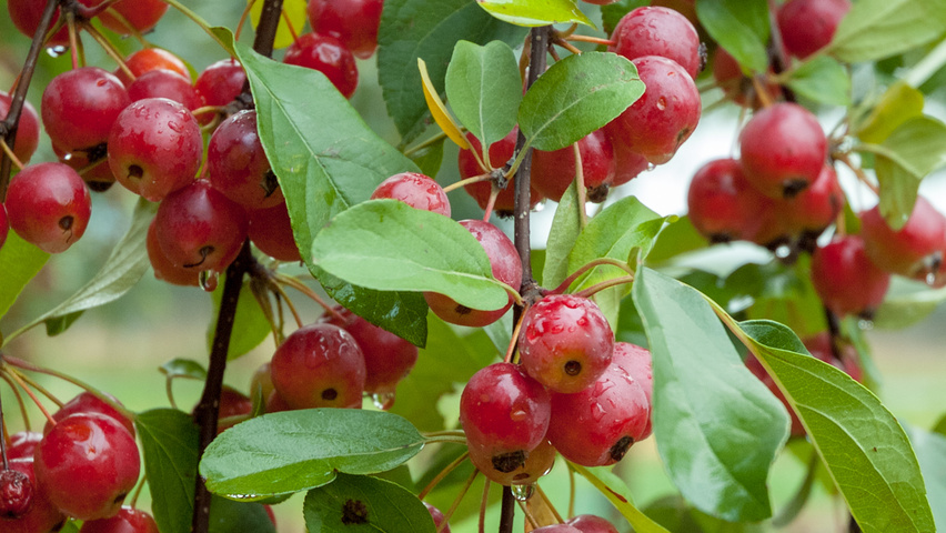 Malus tschonoskii плоды