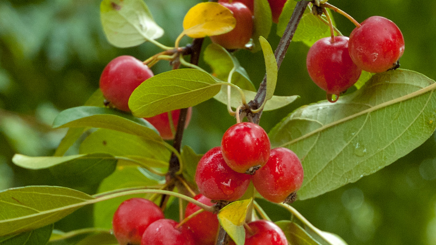 Malus tschonoskii плоды