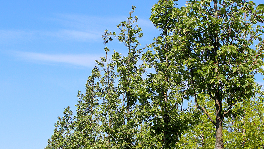 Malus tschonoskii Деревья с высоким стволом (стандарт)