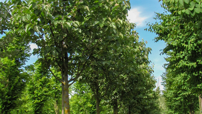 Malus tschonoskii Деревья с высоким стволом (стандарт)