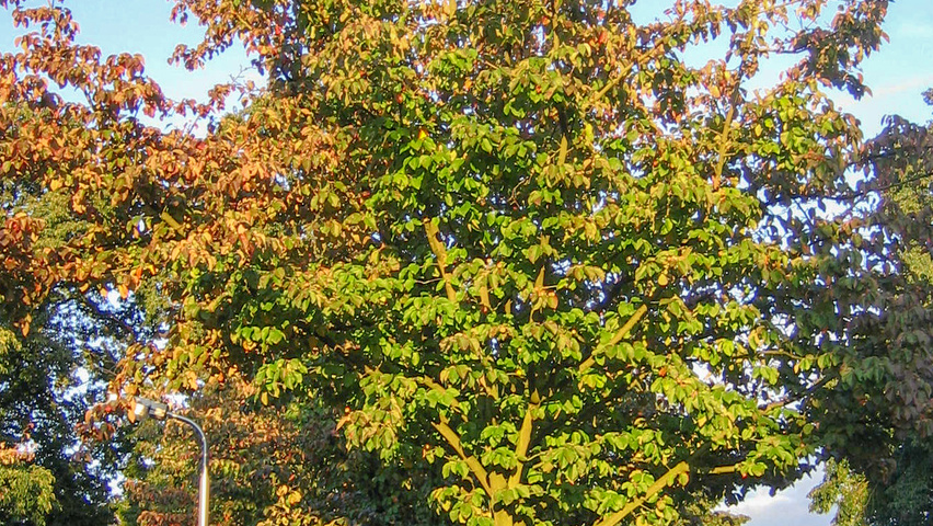 Malus tschonoskii Деревья с высоким стволом (стандарт)