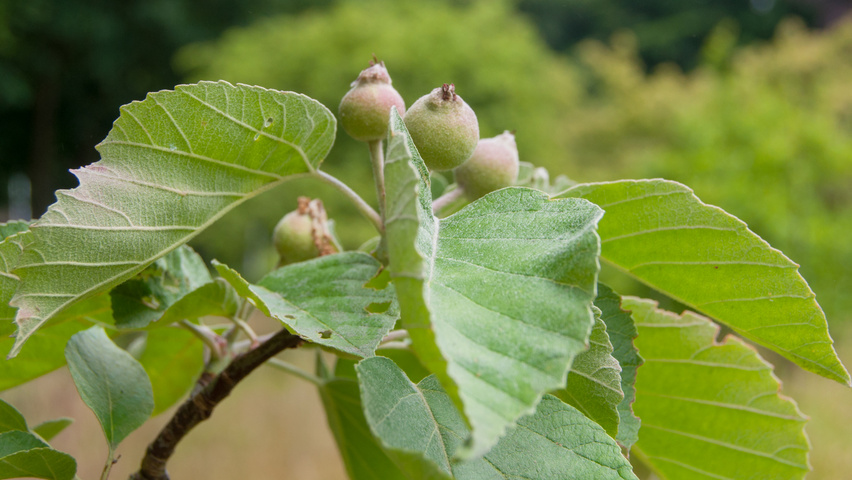 Malus tschonoskii листья