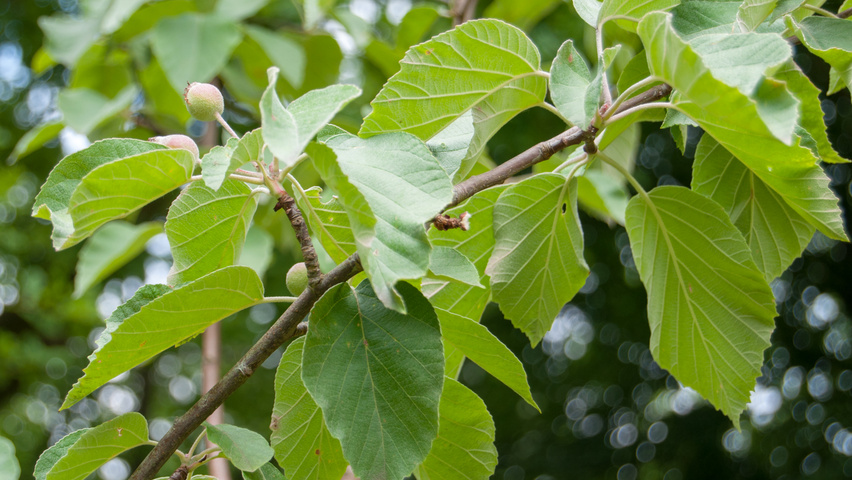 Malus tschonoskii листья