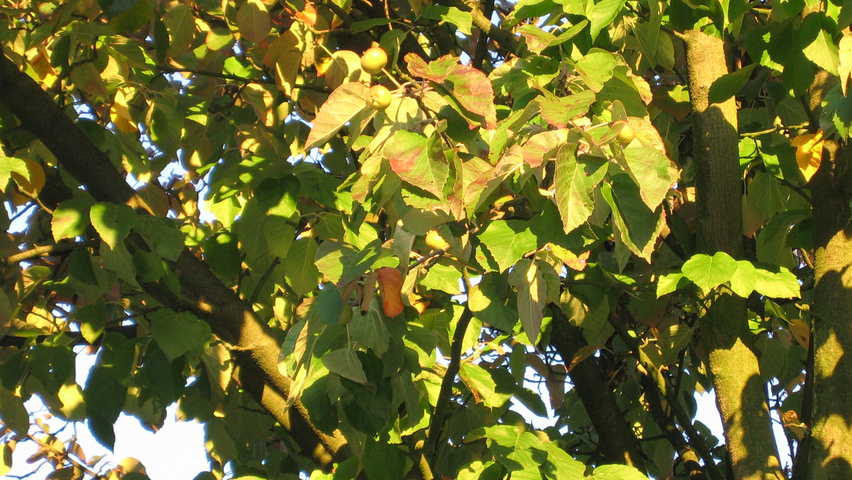Malus tschonoskii листья
