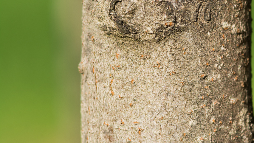 Malus tschonoskii 'Thalys' Rinden