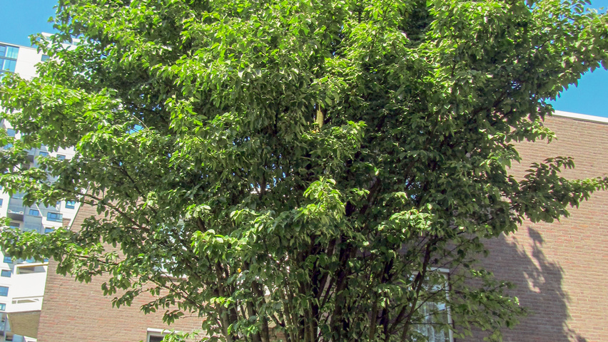 Malus tschonoskii 'Thalys' hochstämmig