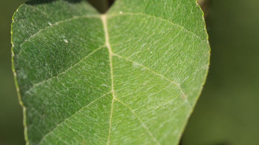 Malus tschonoskii 'Thalys' Blatt
