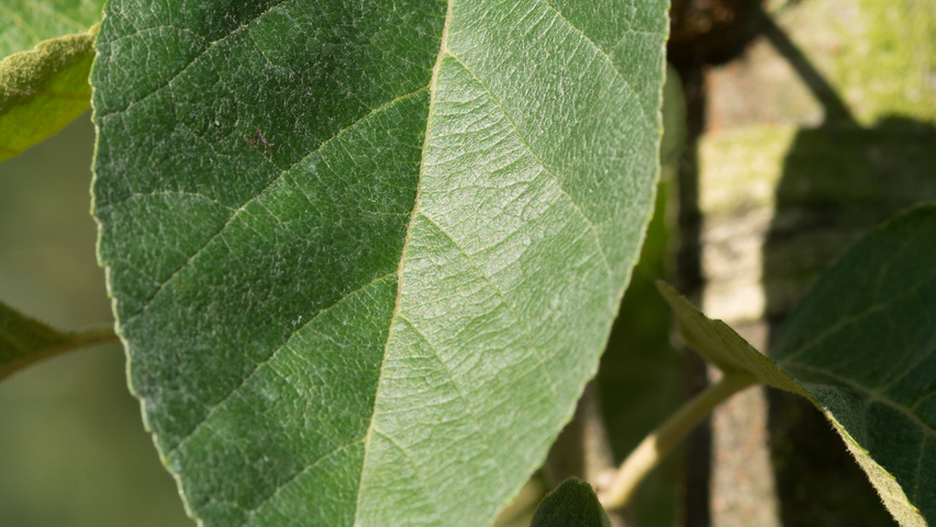 Malus tschonoskii 'Thalys' Blatt