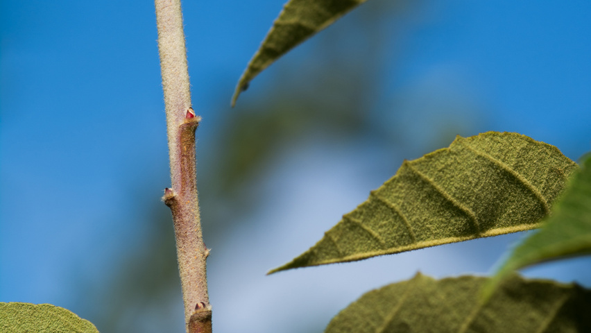 Malus tschonoskii 'Thalys' Zweige
