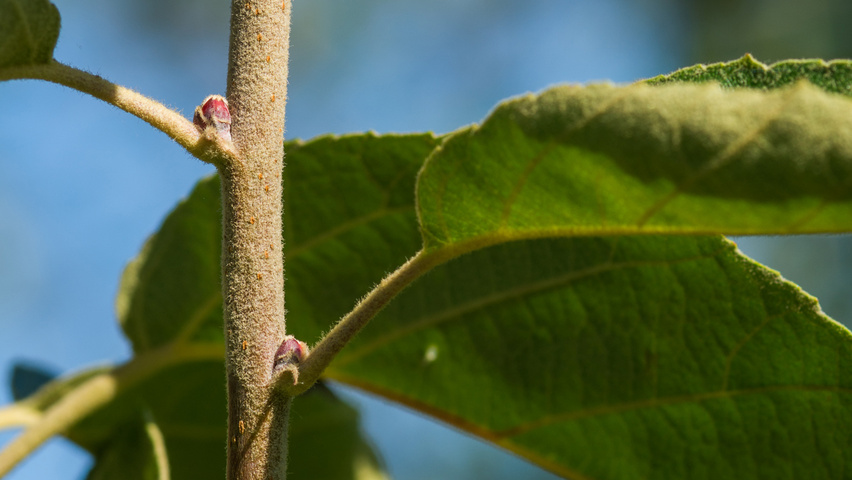 Malus tschonoskii 'Thalys' Zweige