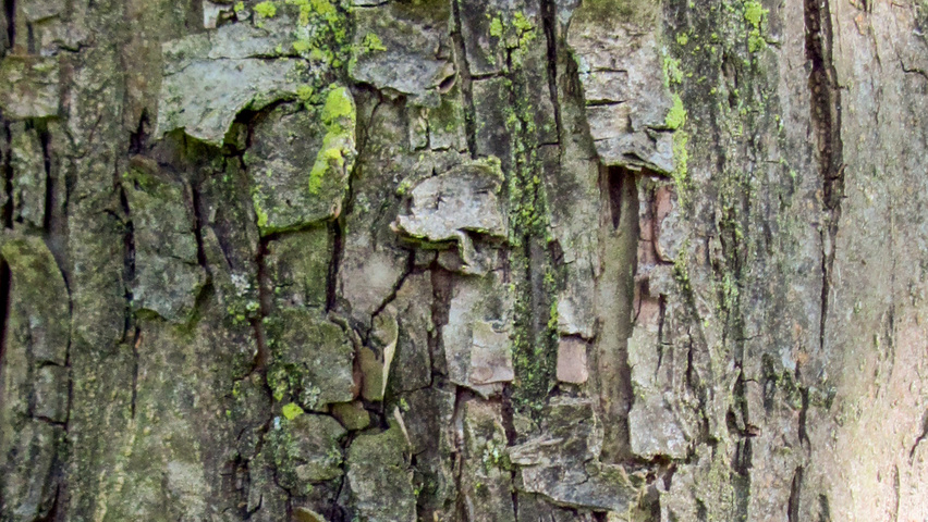 Malus 'Van Eseltine' кора