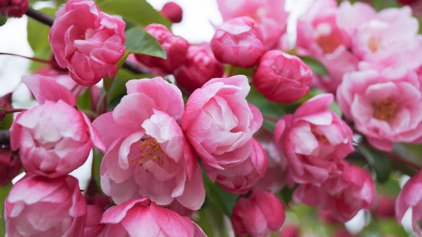 Malus 'Van Eseltine' цветки