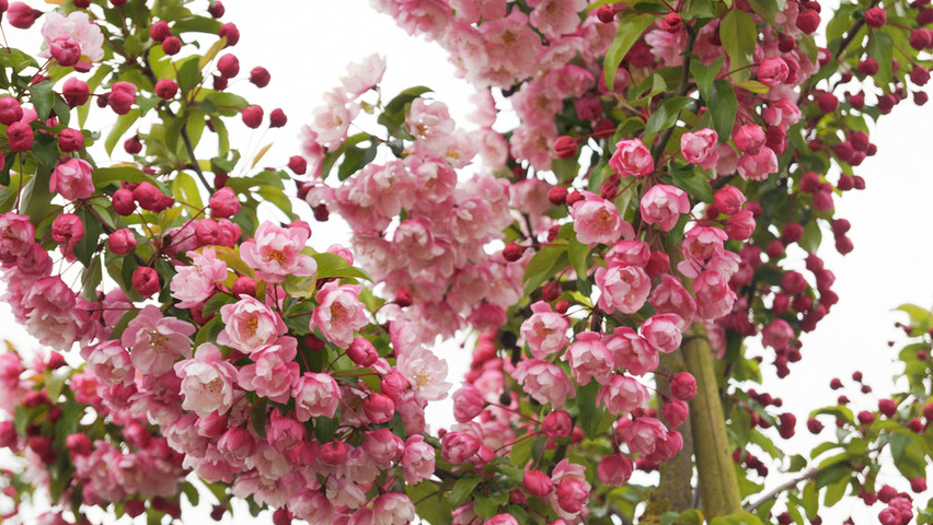 Malus 'Van Eseltine' цветки