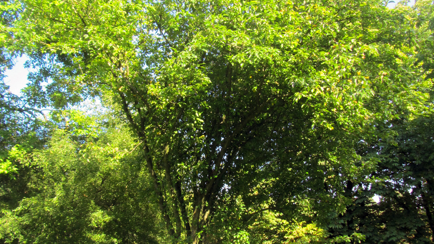 Malus 'Van Eseltine' Деревья с невысоким стволом (полустандарт)