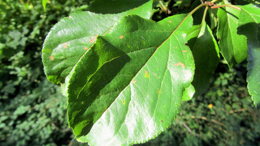 Malus 'Van Eseltine' листья