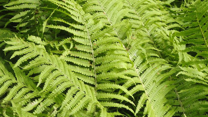 Matteuccia struthiopteris листья