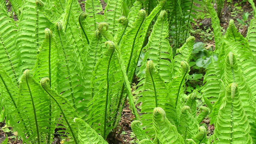 Matteuccia struthiopteris листья