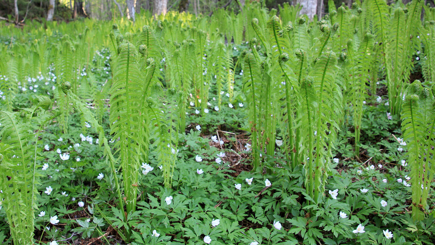 Matteuccia struthiopteris листья