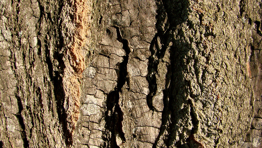 Melia azedarach kora