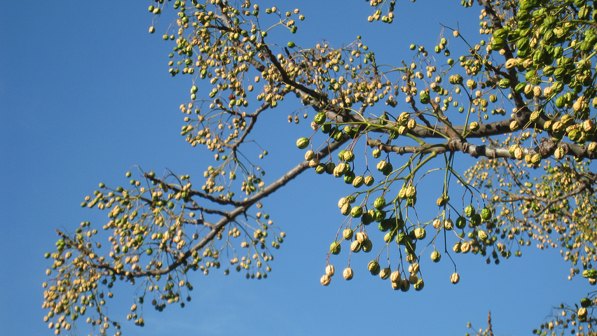 Melia azedarach owoce