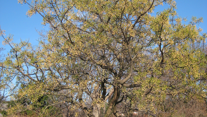 Melia azedarach pienne