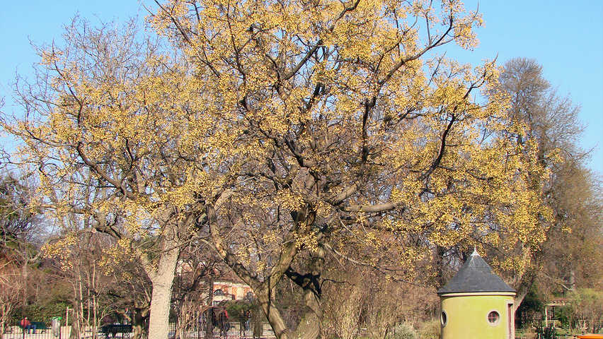 Melia azedarach pienne