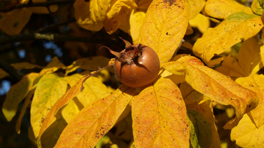 Mespilus germanica осенняя  листьев