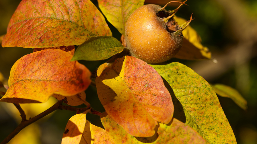 Mespilus germanica осенняя  листьев