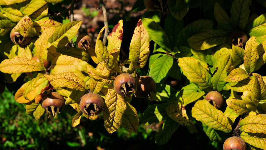 Mespilus germanica осенняя  листьев
