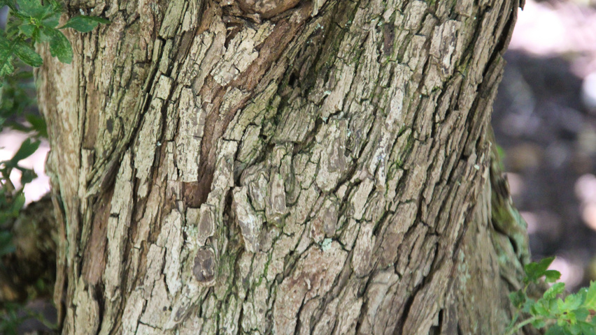 Mespilus germanica кора