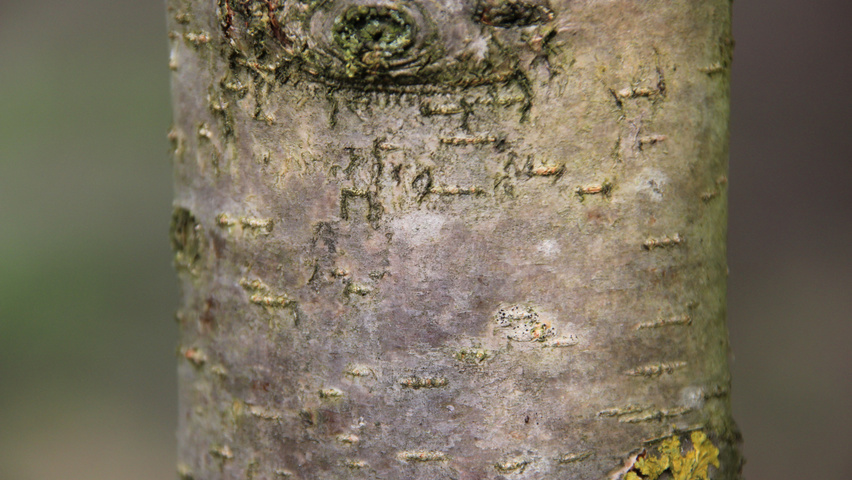 Mespilus germanica кора